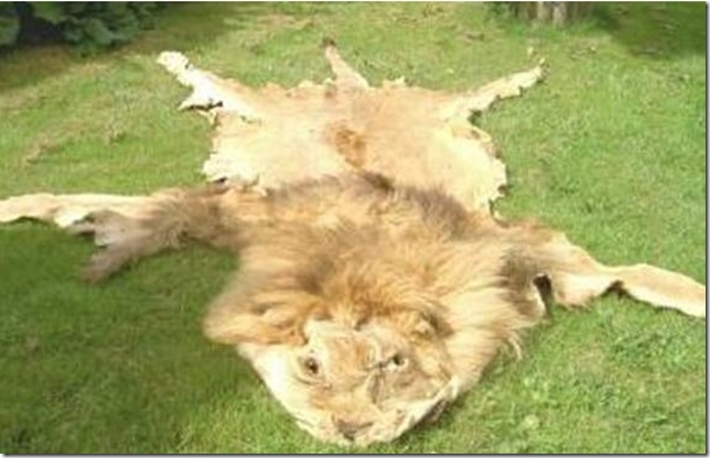 lion dead