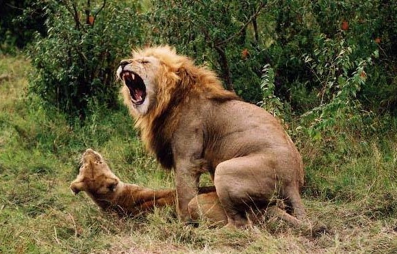 [lion fuck[4].jpg]
