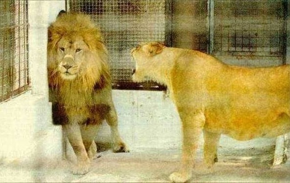 [lion pissed[10].jpg]