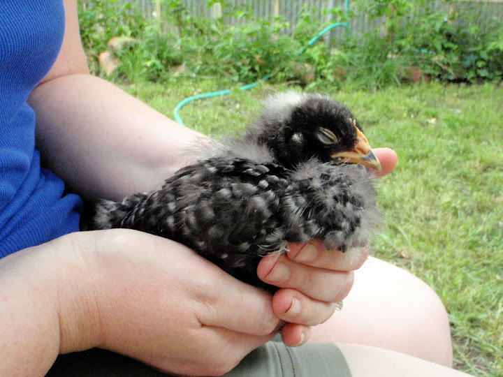 Irresistible Chicken Love