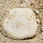 Sand Dollar