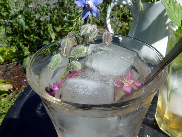 [borage sekanjabin[4].jpg]