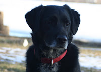 Maggie 004 - Copy.JPG