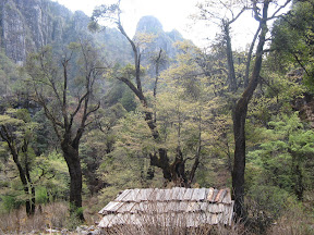 nice forest during the trek