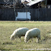La Străoşti (Dâmboviţa, România)