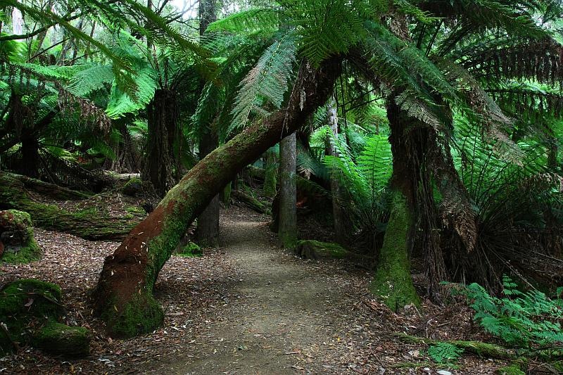[100103_MtFieldNationalParkTasmania_1[9].jpg]