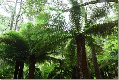 Tree ferns, Mt Field National Park