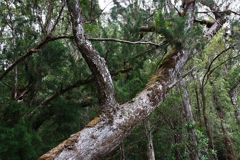 [100104HuonPineGordonRiverCruiseTasma[2].jpg]