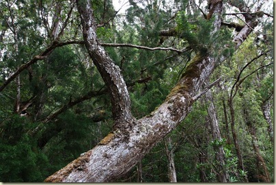 500-year old huon pine