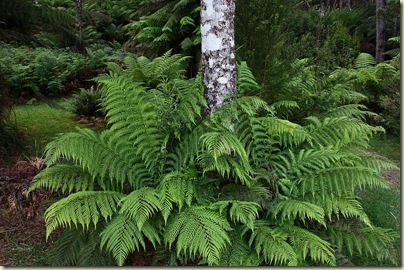 Young tree ferns, Sarah Island