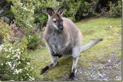 Bennetts wallaby at Cradle Mt