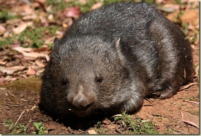 Wombat, Trowunna, Tasmania