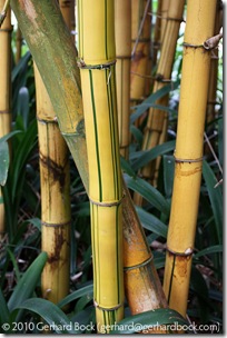 Bambusa vulgaris 'Vittata' Bambusa vulgaris 'Vittata'