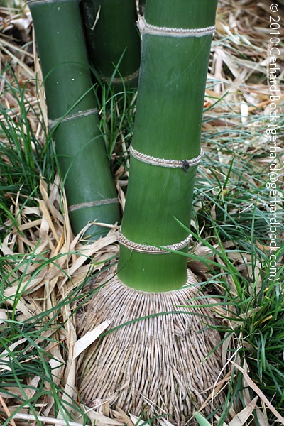 [Bambusa-membranacea-Royal-Bot-Garden-Sydney_01_sm[3].jpg]