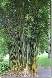 Bambusa textilis 'Gracilis' Bambusa textilis 'Gracilis'