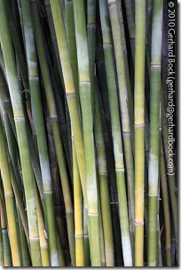 Bambusa textilis 'Gracilis' Bambusa textilis 'Gracilis'