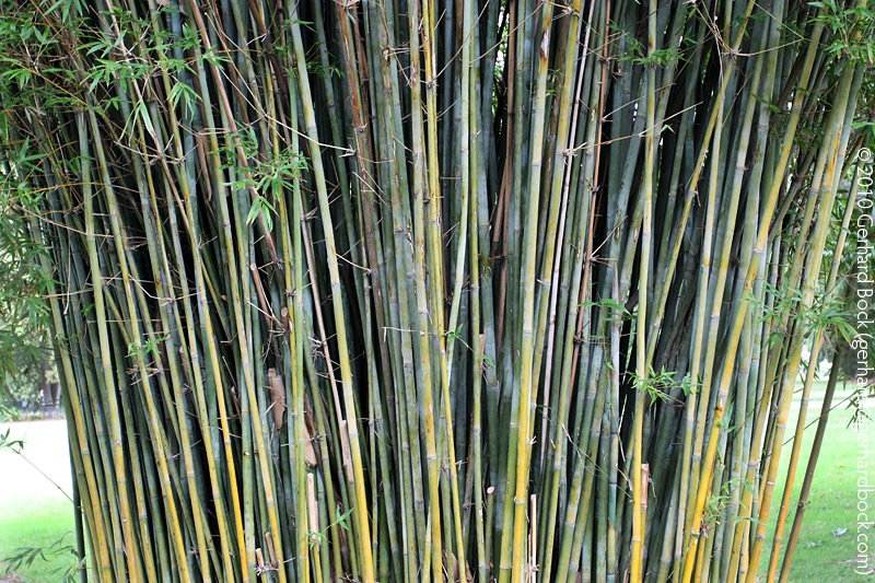 [Bambusa-textilis-'Gracilis'-Royal-Bot-Garden-Sydney_05_sm[2].jpg]