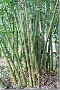 Dendrocalamus latiflorus 'Mei-nung' Dendrocalamus latiflorus 'Mei-nung'
