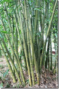 Dendrocalamus latiflorus 'Mei-nung'