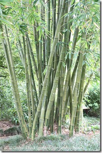 Dendrocalamus latiflorus 'Mei-nung' Dendrocalamus latiflorus 'Mei-nung'