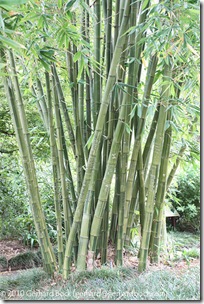 Dendrocalamus latiflorus 'Mei-nung'