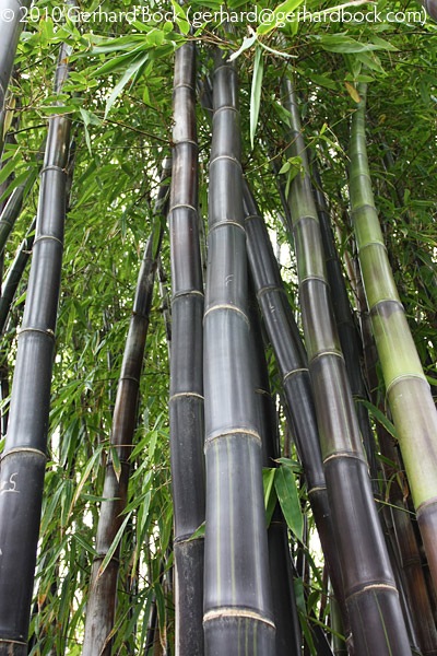 [Gigantochloa-atroviolacea-Royal-Bot-Garden-Sydney_07_sm[3].jpg]