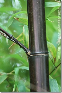 Phyllostachys nigra Phyllostachys nigra