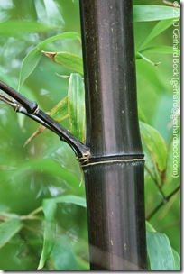 Phyllostachys nigra