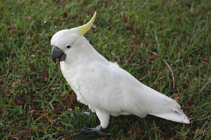 [0911227_cockatoo_sm2.jpg]