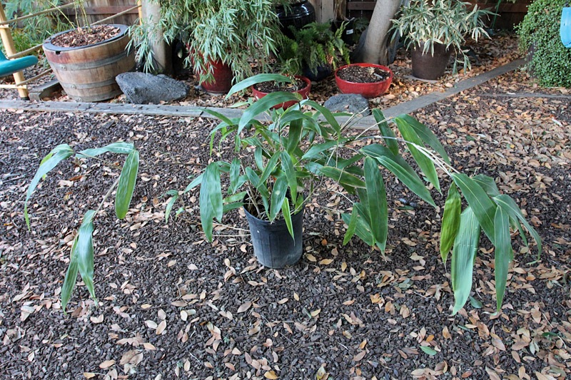 [101112_indocalamus_tessellatus04[2].jpg]