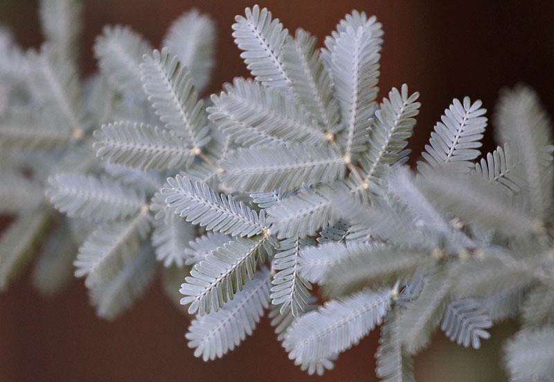 [101114_conifer_with_white_needles[2].jpg]