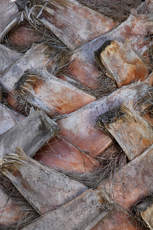 [101114_palm_trunk[2].jpg]