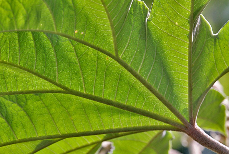 [101114_fatsia_leaf[2].jpg]