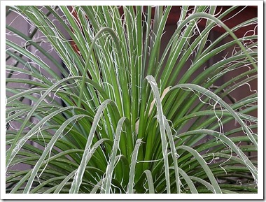 101020_agave_geminiflora 101020_agave_geminiflora