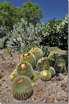 Barrel-cactus-and-prickly-pear