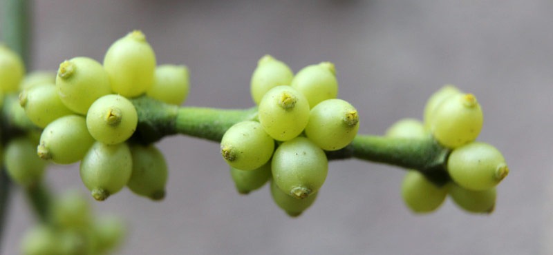 [101122_mistletoe_in_aristocrat_pear22[2].jpg]
