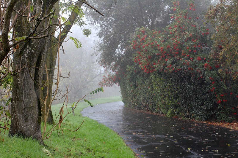 [101205_greenbelt_with_toyon[2].jpg]
