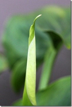 101219_calla-about-to-bloom