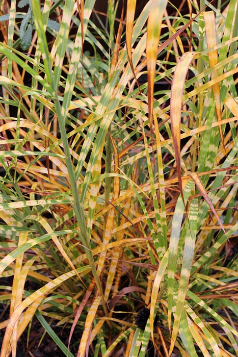 [101208_Miscanthus-sinensis-Super-Str[2].jpg]