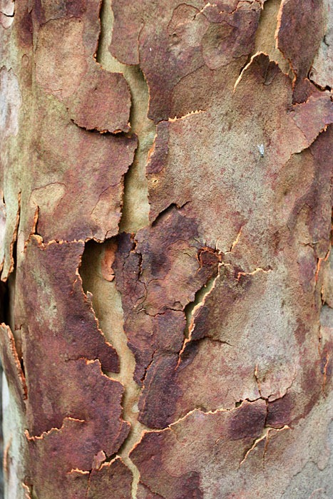 [bark_Angophora_10[2].jpg]