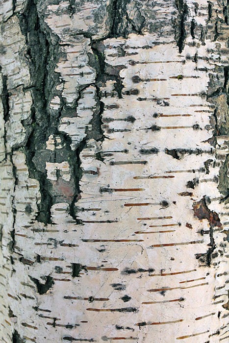 [bark_Betula_pendula_Crispa01[5].jpg]