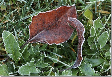 101216_leaves_and_dandelion_with_frost