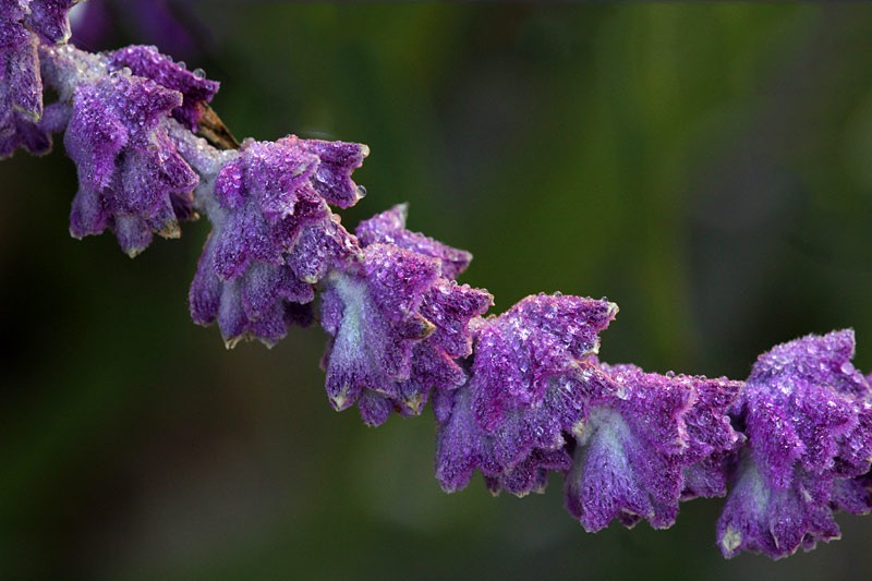 [101216_mexican-bush-sage-with-frost[2].jpg]