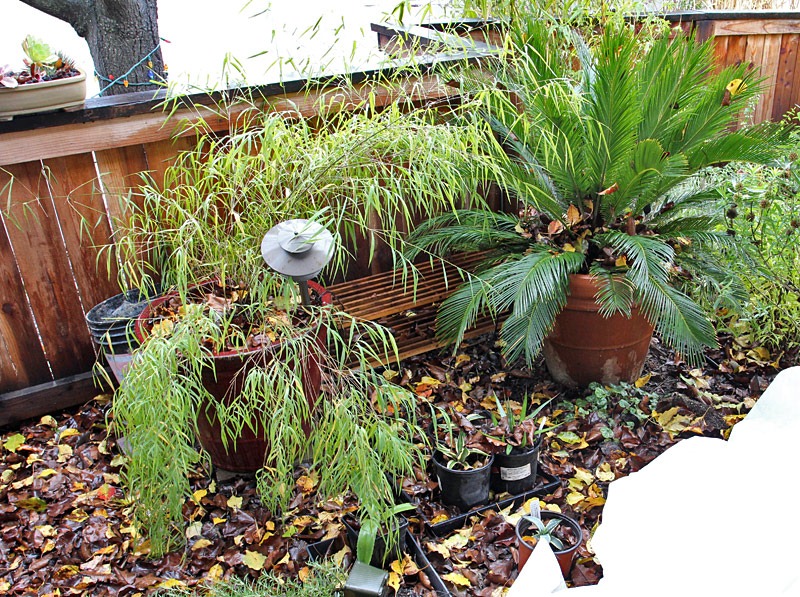 [110101_fy-area-for-succulent-display[2].jpg]