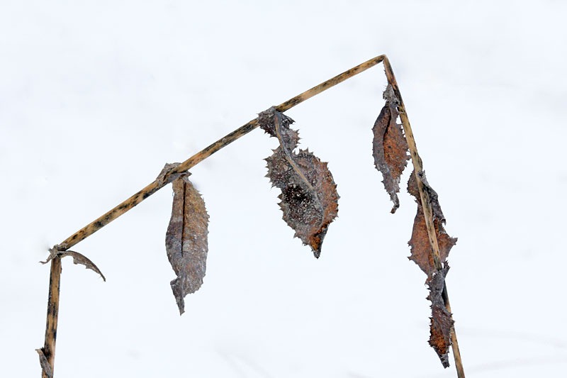 [101224_dried_weed[2].jpg]