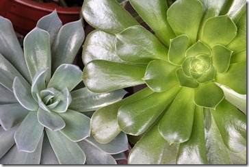 110103_Aeonium-undulatum echeveria-hybrid 110103_Aeonium-undulatum echeveria-hybrid
