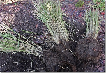 110109_divided_fountain_grass_not_in_pot