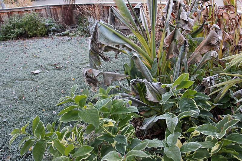 [110110_frost_front_yard[2].jpg]