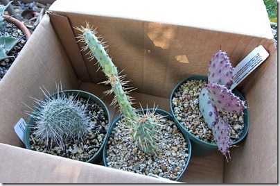 110114_cactus_haul2 110114_cactus_haul2