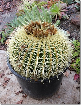 110106_barrel_cactus_from_lowes
